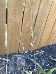 Echinochloa colona