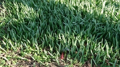 Tulipa sylvestris