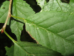 Lyonetia clerkella