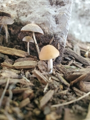 Simocybe centunculus