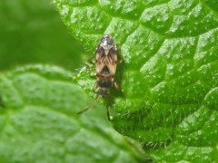 Scolopostethus affinis