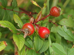 Rosa palustris