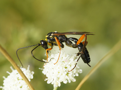 Ichneumonidae