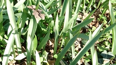Tulipa sylvestris