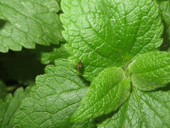 Scolopostethus affinis