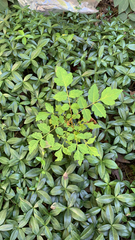 Koelreuteria paniculata