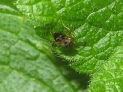 Scolopostethus affinis