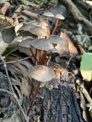 Mycena crocata