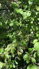 Viburnum prunifolium