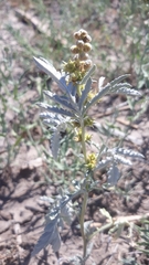 Ambrosia grayi