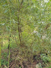 Salix nigra