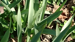 Tulipa sylvestris