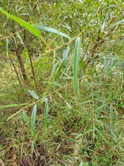 Salix nigra