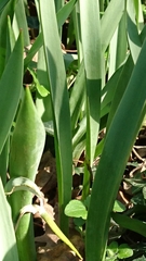 Tulipa sylvestris