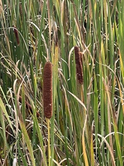 Typha angustifolia