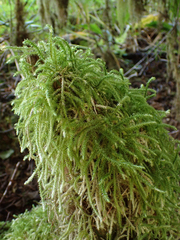 Rhytidiadelphus loreus