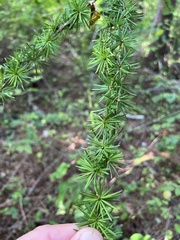Larix decidua