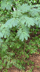 Albizia julibrissin