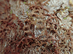 Frullania nisquallensis