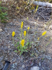 Solidago spathulata