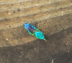 Chrysis smaragdula