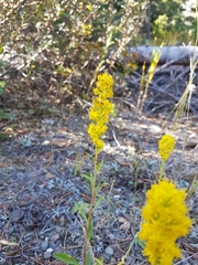 Solidago spathulata