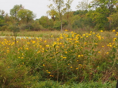 Helianthus giganteus