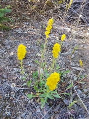 Solidago spathulata