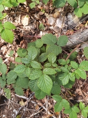 Rubus hirtus