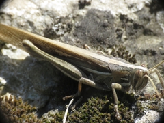 Schistocerca cancellata