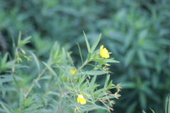 Ludwigia peploides
