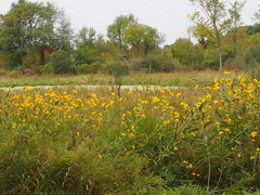 Helianthus giganteus