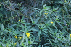 Ludwigia peploides