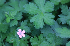 Geranium endressii