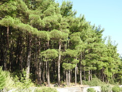 Pinus nigra