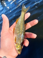 Notemigonus crysoleucas