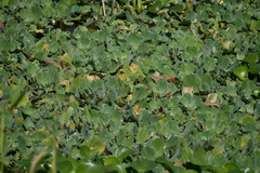 Pistia stratiotes