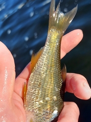 Notemigonus crysoleucas