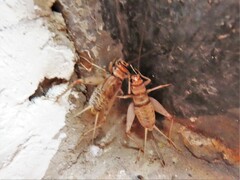 Gryllodes sigillatus