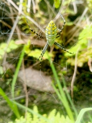 Argiope trifasciata