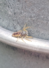 Hentzia mitrata