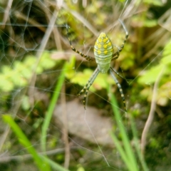 Argiope trifasciata