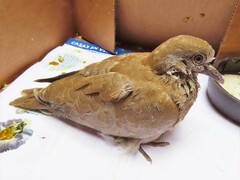 Streptopelia decaocto