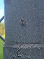 Hentzia mitrata