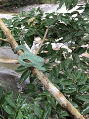 Tropidolaemus subannulatus