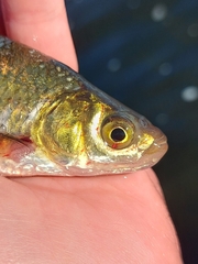 Notemigonus crysoleucas