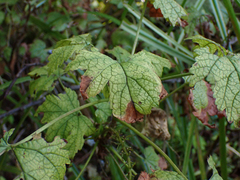 Ribes bracteosum