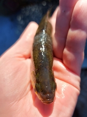 Notemigonus crysoleucas