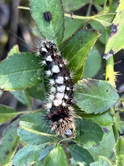 Acronicta longa