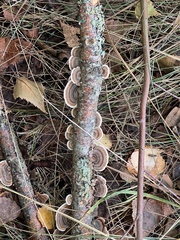 Trametes versicolor image